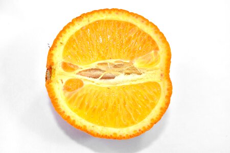 Circle citrus cross section