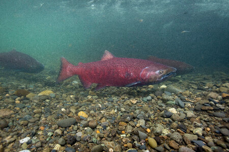 Chinook salmon-4