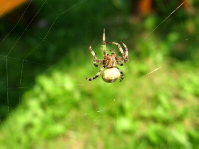Fauna garden spider insect photo