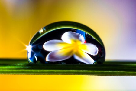 Blossom bloom macro