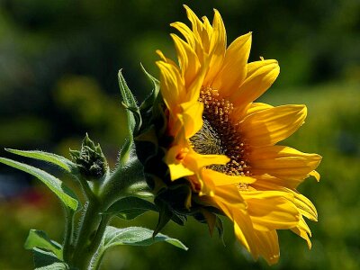 Petals poland yellow