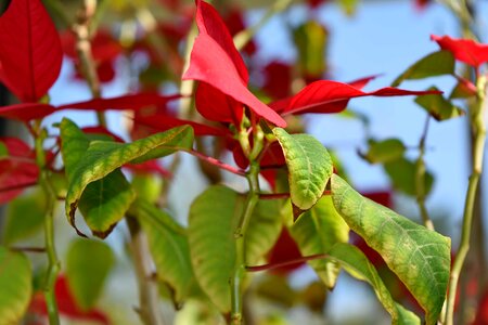 Shrub flora nature