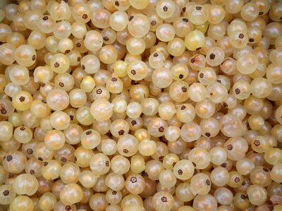 White currants sweet summer