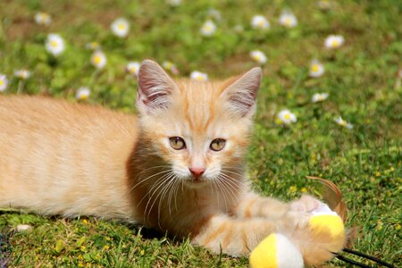 Red maincoon rush photo