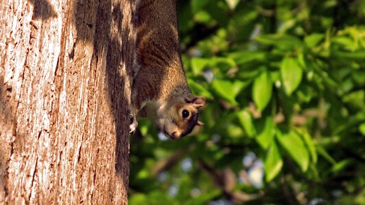 Nature wildlife animals