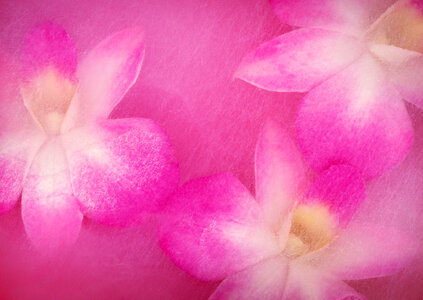 Vintage and soft light of pink flowers patels close up