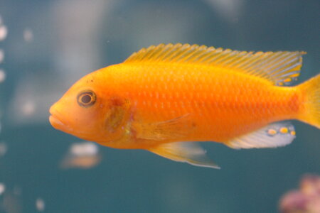Orange Fish