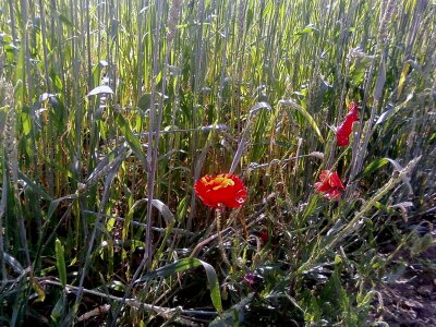 Flowers poppy 