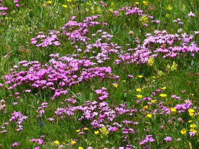 Blossom bloom pink photo