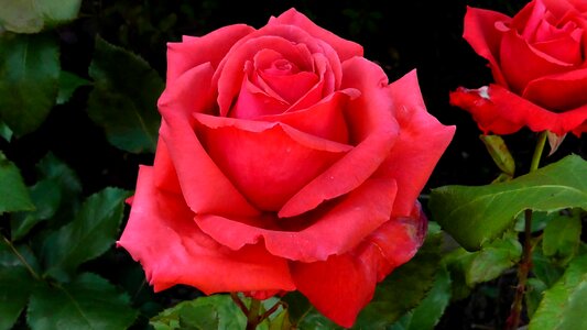 Rose bloom flower close up photo