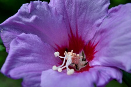 Ants endemic insect