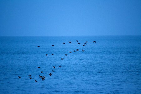 Birds Flying Over The Sea photo