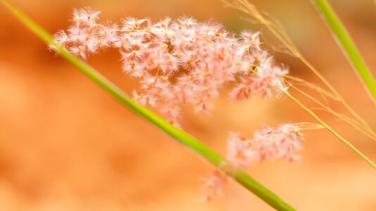 Abstract flora floral