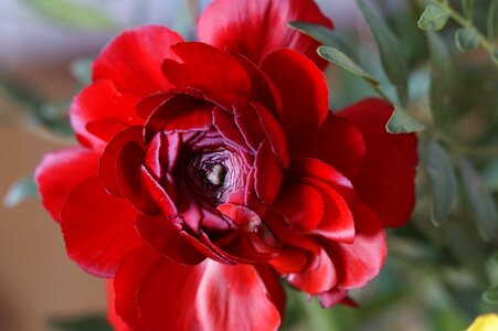 Ranunculus red plant