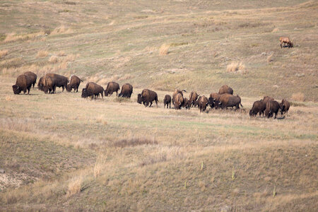 Bison herd grazing