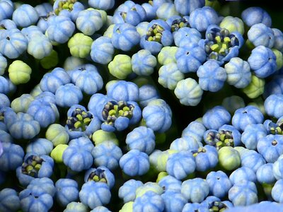 Flower buds blue greenhouse hydrangea photo