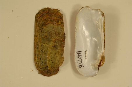 Theliderma cylindrica-1