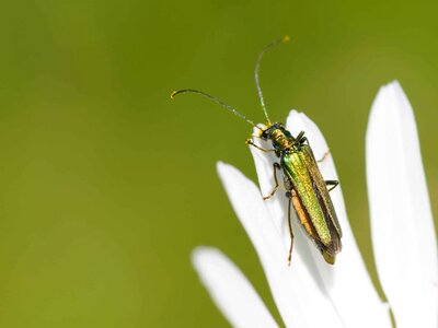 Animal arthropod beautiful flowers