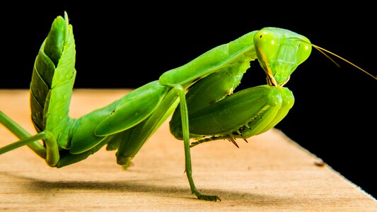 Fishing locust green close up photo