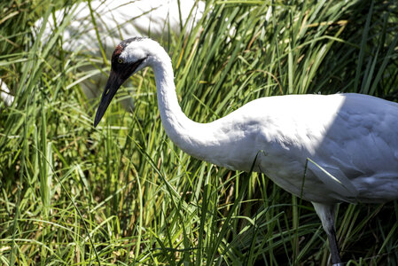 Sandhill Crane in the tall grass