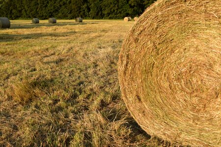 Agriculture cereal countryside