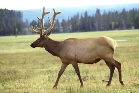 Male  