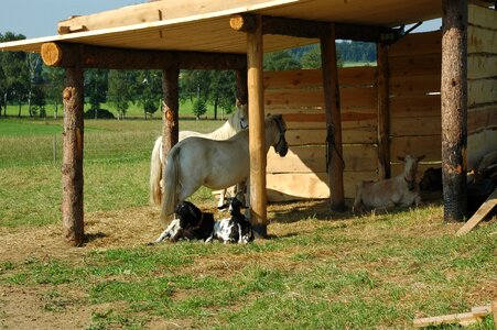 Goats farm rural photo