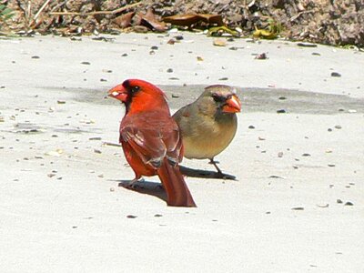 Background bird couple