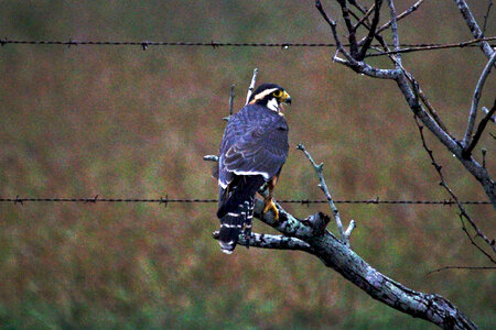 Northern aplomado falcon