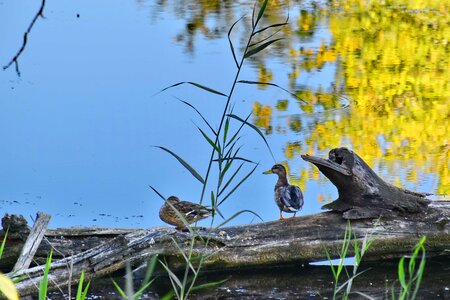 Ducks marshland natural habitat photo