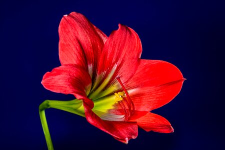 Bloom flower red