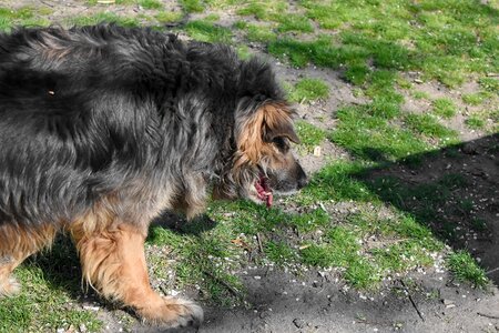 Shepherd Dog canine hound photo