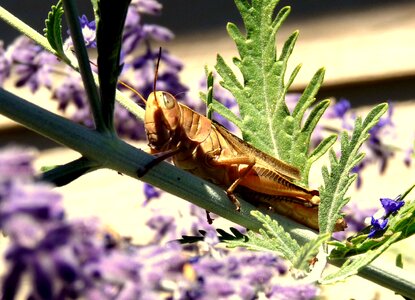Bug cicadidae fauna