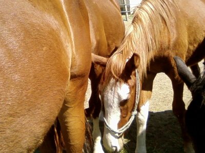 Great horse 