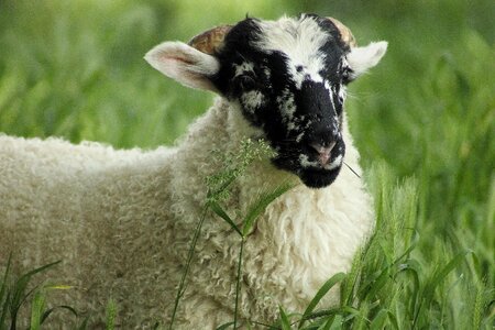 Schäfchen animal wool photo