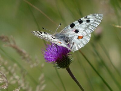 Parnassius apollo threatened strictly protected