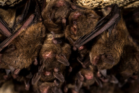 Indiana bat-1