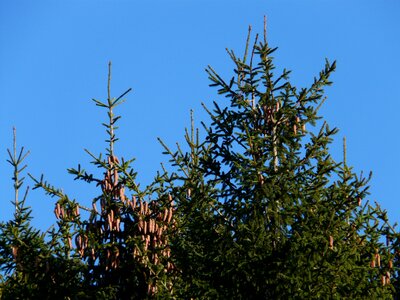 Conifer common spruce picea abies photo