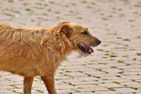 Dog light brown pavement