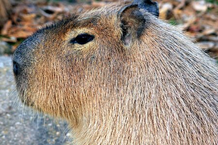 Animal rodent 