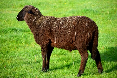 Agriculture animal daylight