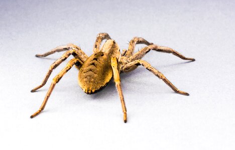 Arachnid insect close up