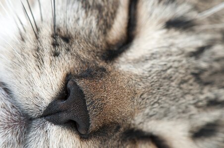 Pet cat face cats nose photo