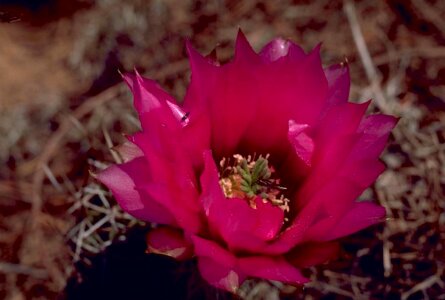 Blossoming cactus claret photo