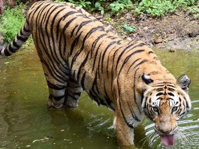 Predator carnivore tiger