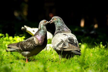 Couple doves freedom photo