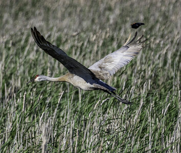 Sandhill Crane flying over the Marsh photo