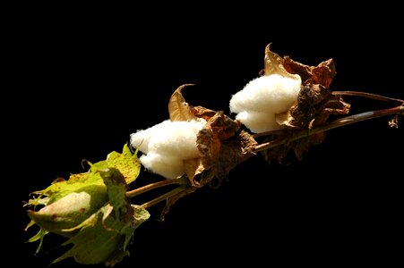 Bush plant isolated