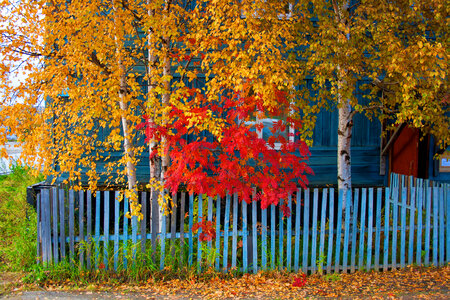 Colorful autumn leaves photo