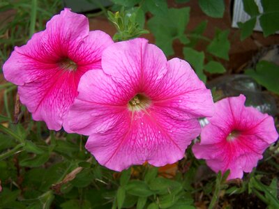 Flowers pink trumpet photo